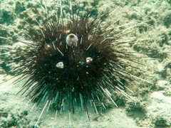 Astropyga pulvinata