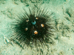 Astropyga pulvinata
