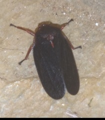 Mahanarva