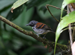 Hylophylax naevioides
