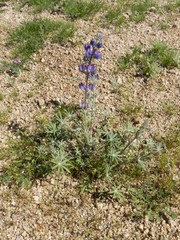 Lupinus sparsiflorus