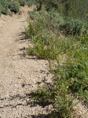 Caulanthus lasiophyllus