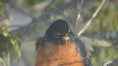 Turdus migratorius image