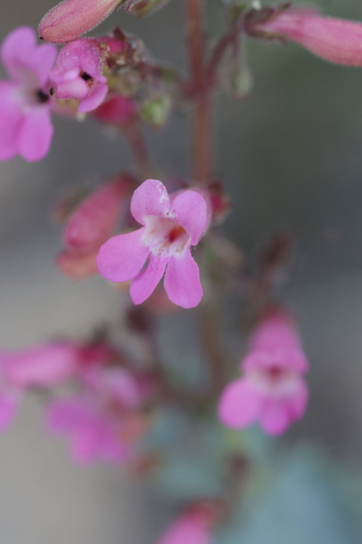 Penstemon clevelandii, photograph 3