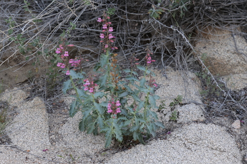 Penstemon clevelandii, photograph 2