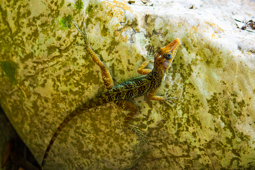Vinales Anole