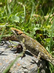 Quimbaya Anole photo 4
