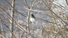 Junco hyemalis image