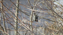 Junco hyemalis image