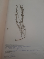 Rorippa brachycarpa