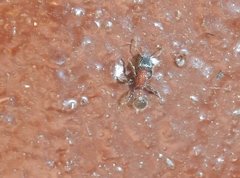 Dilobocondyla fouqueti