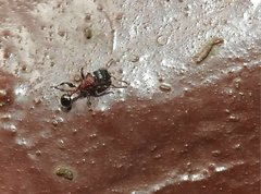 Dilobocondyla fouqueti