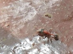 Dilobocondyla fouqueti