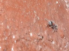 Dilobocondyla fouqueti