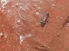 Dilobocondyla fouqueti