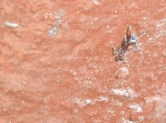 Dilobocondyla fouqueti