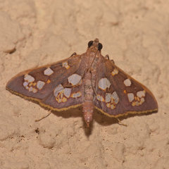 Prenesta ignefactalis