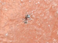Dilobocondyla fouqueti