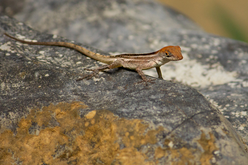 Habana Anole
