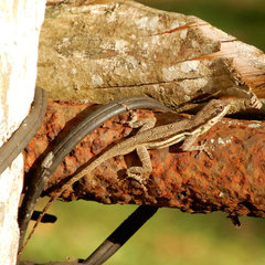 Anolis opalinus