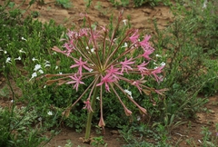 Brunsvigia gregaria