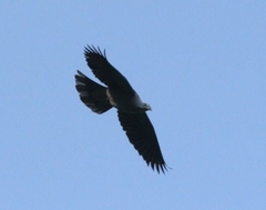 Ducula badia
