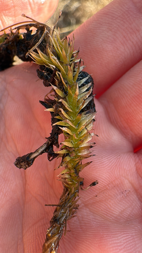 Lycopodiella appressa, photograph 4