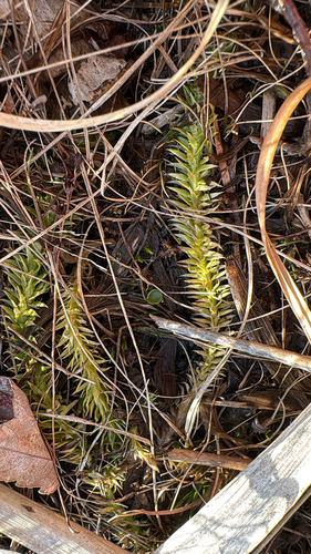 Lycopodiella appressa, photograph 6