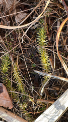 Lycopodiella appressa, photograph (c) Frog The Kermit, some rights reserved (CC BY)