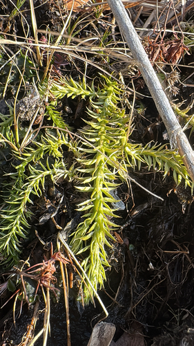 Lycopodiella appressa, photograph 3
