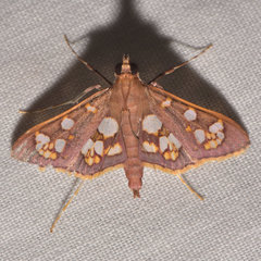 Prenesta ignefactalis