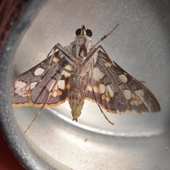 Prenesta ignefactalis