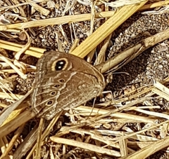 Pampasatyrus gyrtone