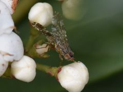 Tephritis vespertina