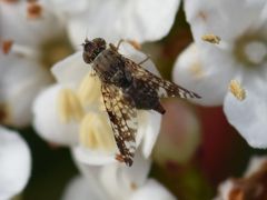 Tephritis vespertina