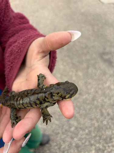 Western Tiger Salamander observed by alreridem