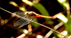 Rhodothemis