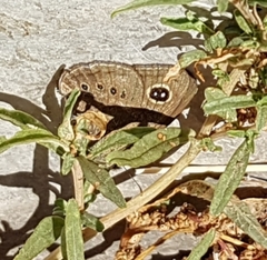 Pampasatyrus gyrtone