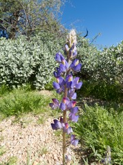 Lupinus sparsiflorus
