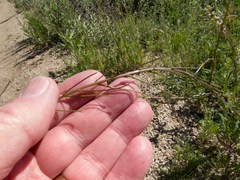 Caulanthus lasiophyllus