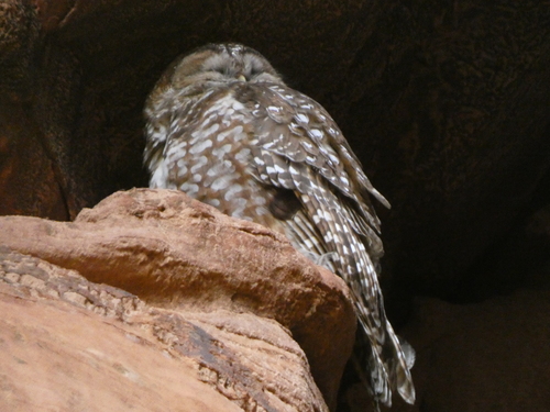 Spotted Owl (Strix occidentalis), photo 4