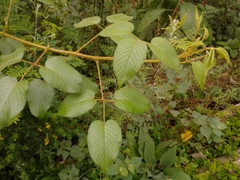 Rubus bogotensis