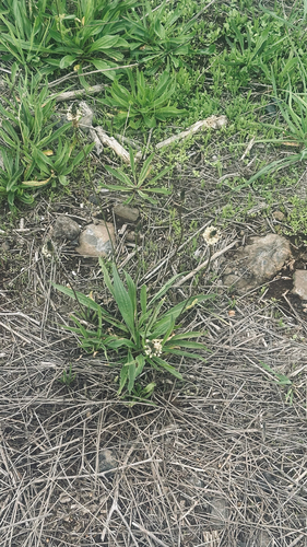 Plantago lanceolata observed 2026-04-12