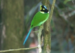 Psarisomus dalhousiae