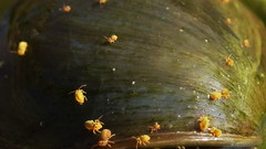 Sminthurides aquaticus