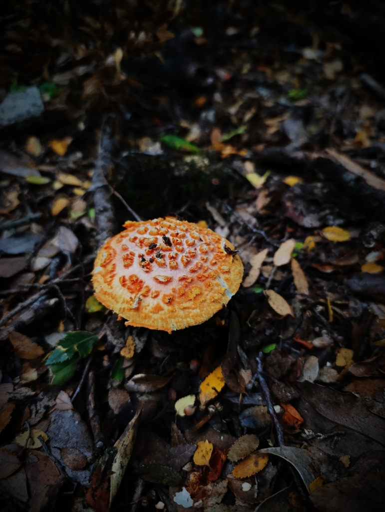 Amanita aurantiovelata · April 2026 · photo: © victorvecheverria (iNaturalist, cc-by)