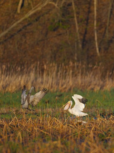 American White Pelican photographed in Illinois