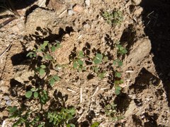 Acmispon maritimus brevivexillus
