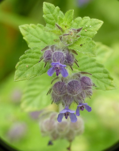 Marsypianthes