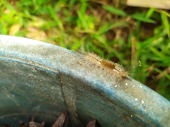 Lymantriinae